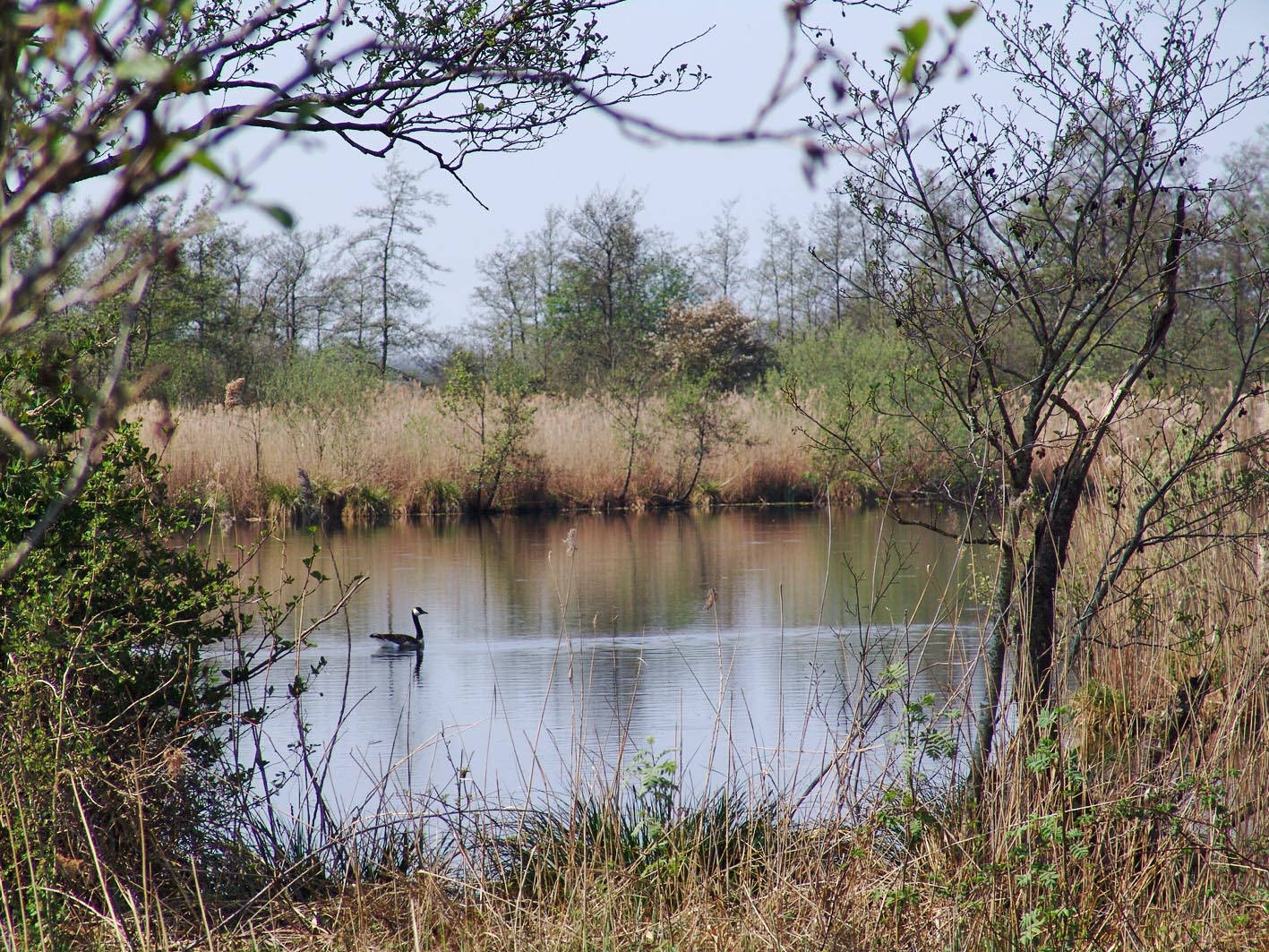fjirtech med alde feanen