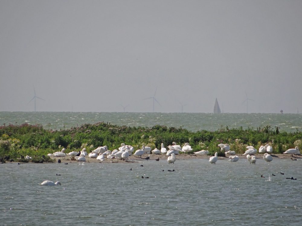 ijsselmeerkust