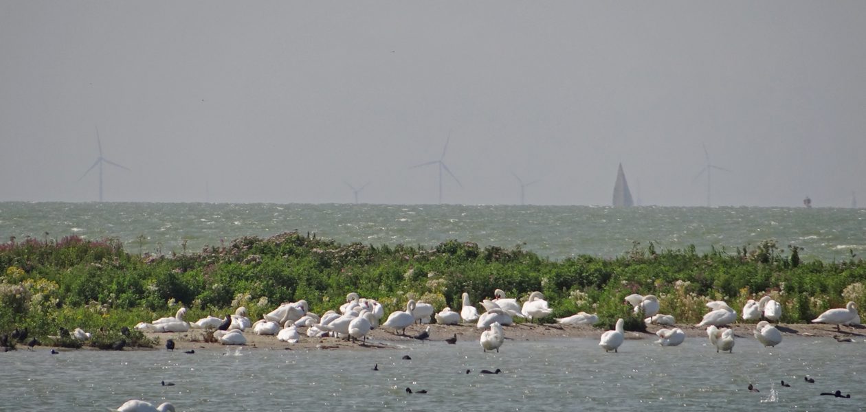 ijsselmeerkust