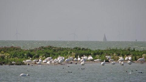 ijsselmeerkust