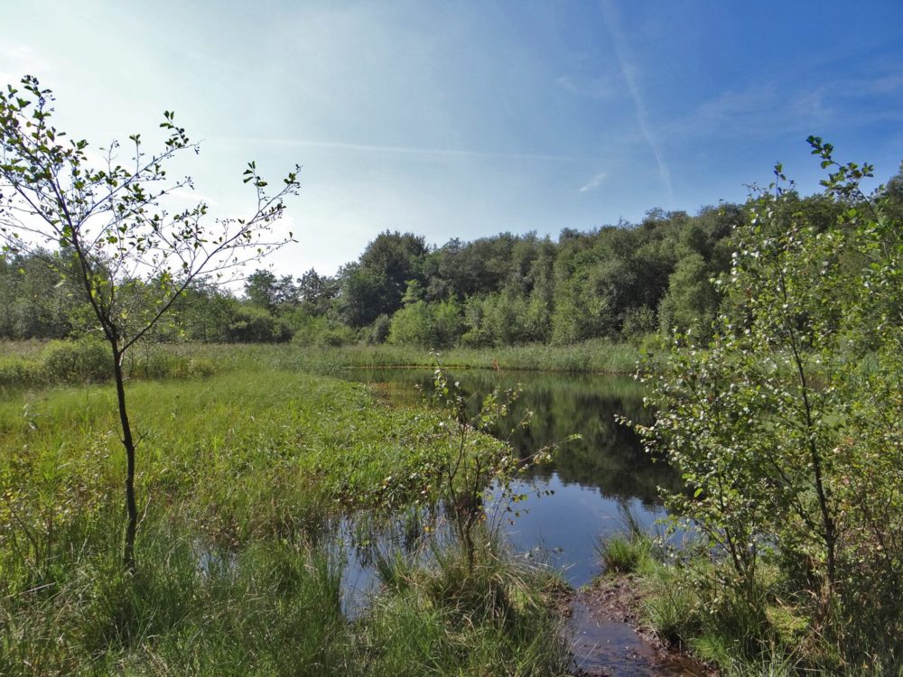 Harmsdobbe mandefjild