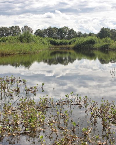 Harmsdobbe mandefjild