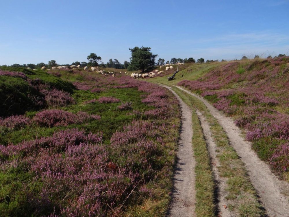 holle weg allardseach mandefjild