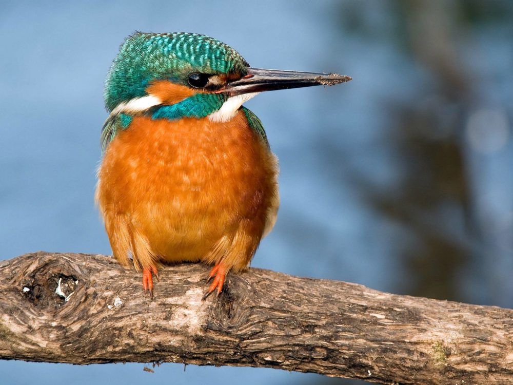 ijsvogel