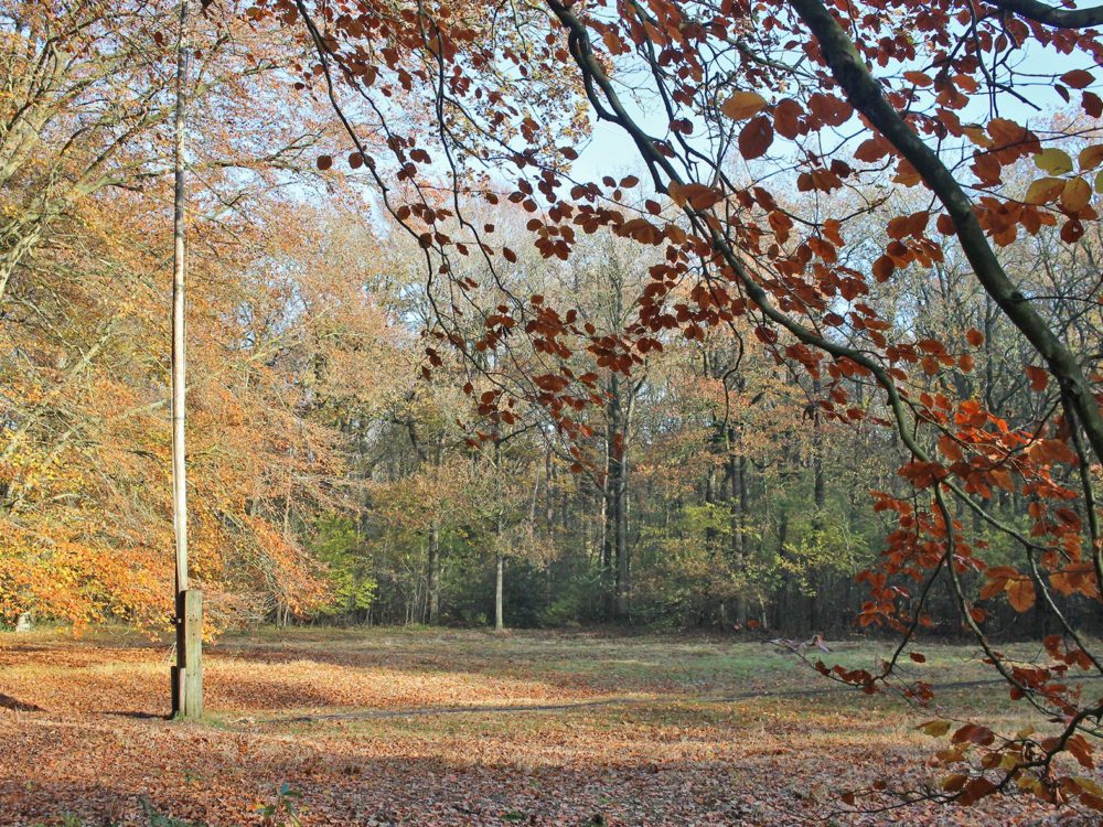 Snippenflouw Rysterbosk