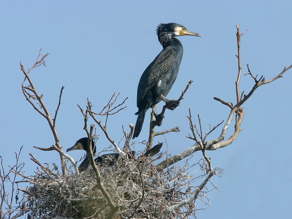 aalscholver