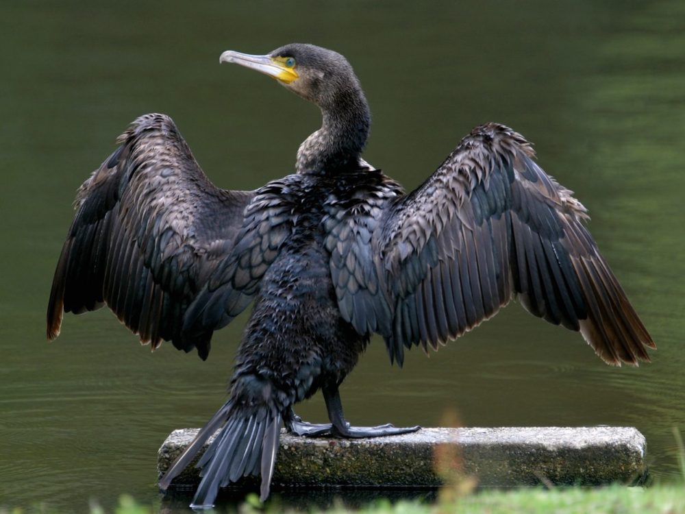 aalscholver