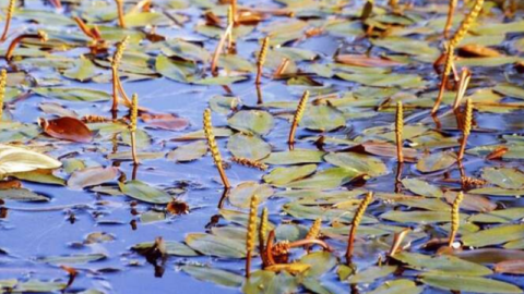 Flora en fauna: Fonteinkruiden