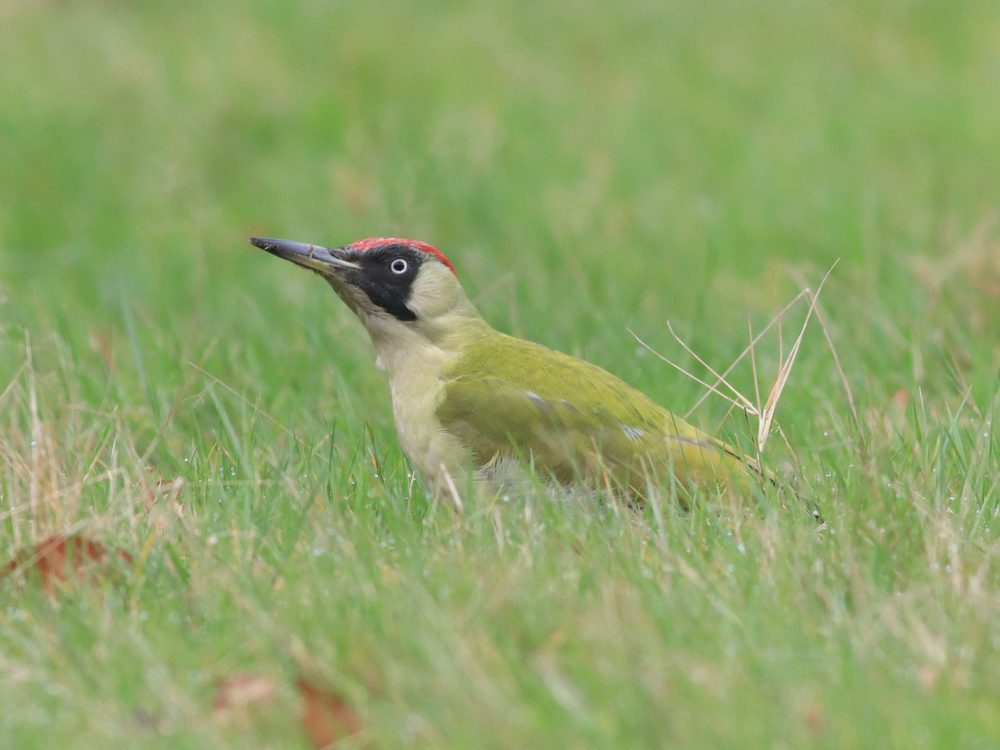 groene specht