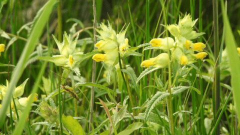 Flora en fauna: Grote ratelaar