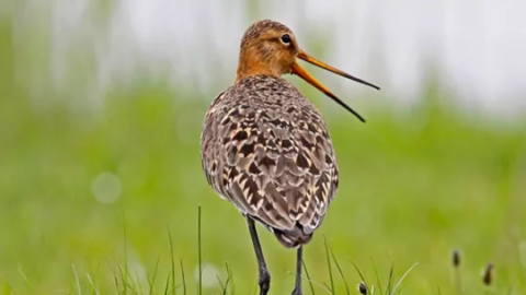 grutto