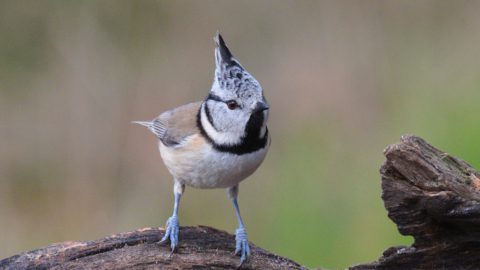 Flora en fauna: Kuifmees