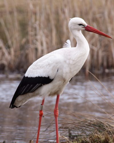 ooievaar