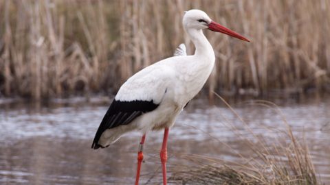 Flora en fauna: Ooievaar