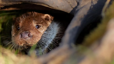 otter