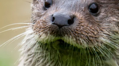 otter