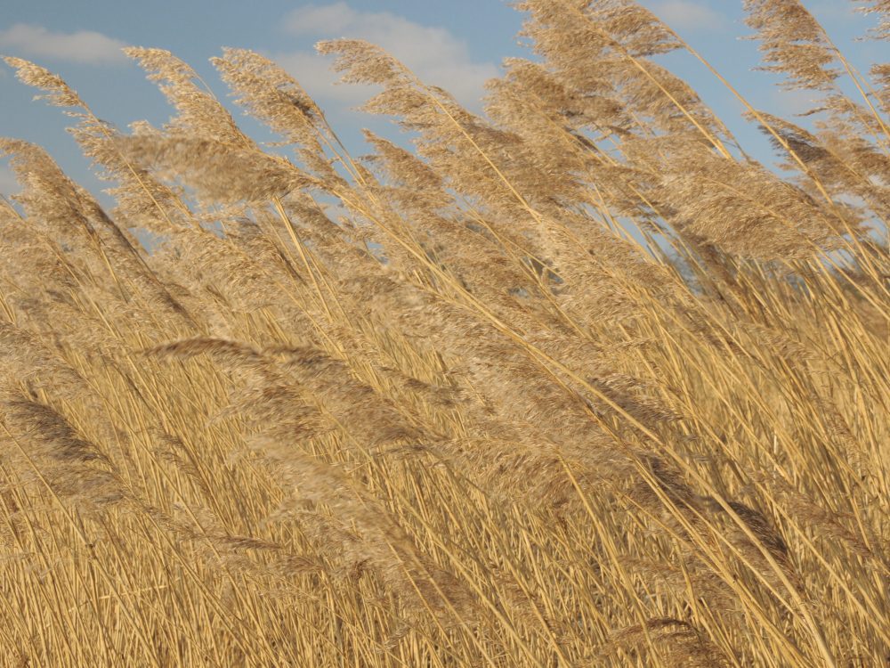 riet