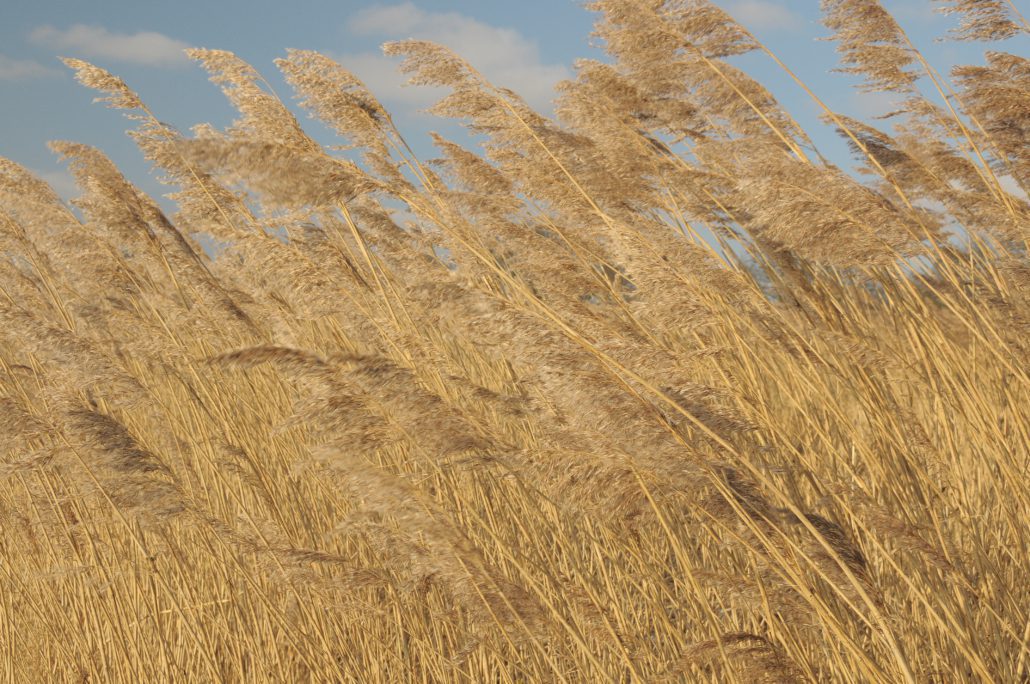 Riet | It Fryske Gea