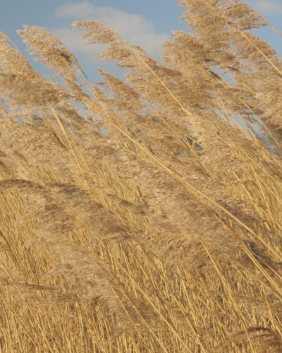 riet