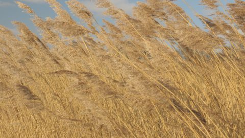 Flora en fauna: Riet