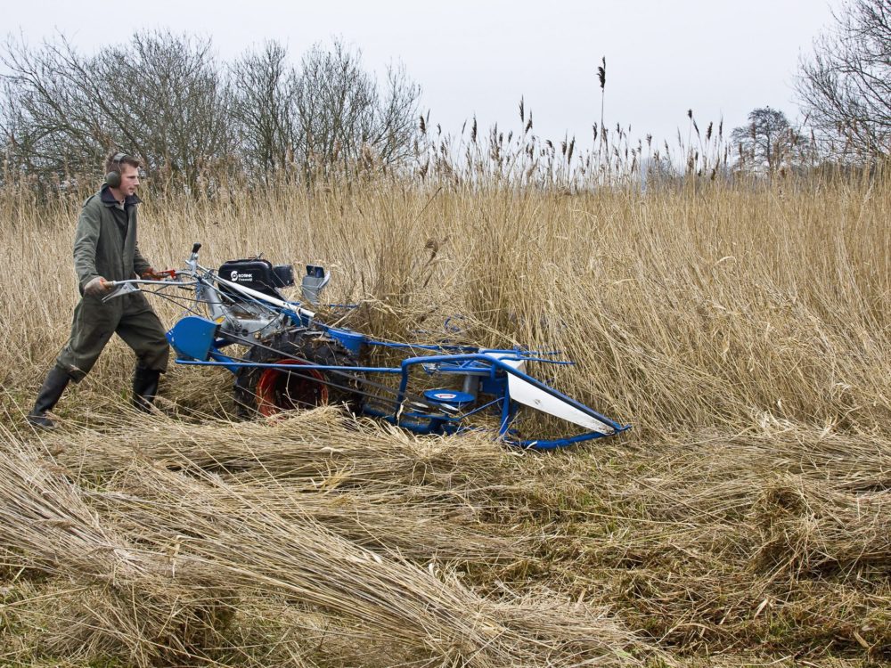 riet