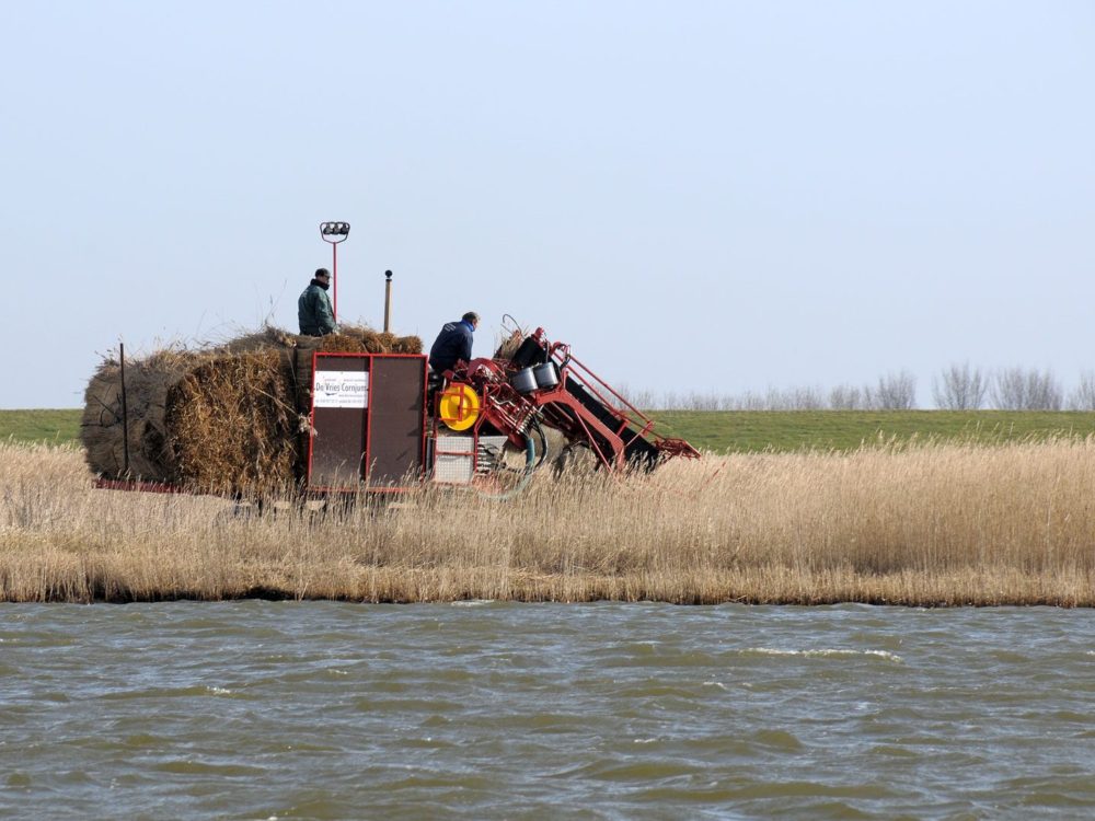 riet