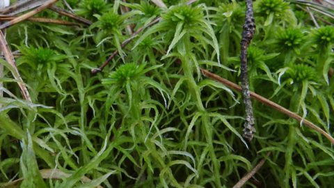 Flora en fauna: Veenmossen