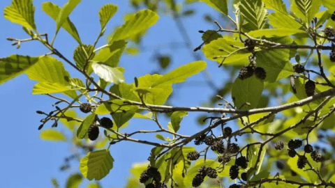 Flora en fauna: Zwarte els