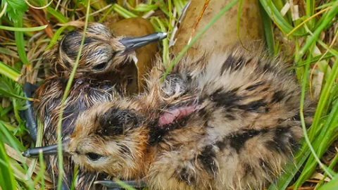 Bericht: Kuikens in het land, poes in de mand