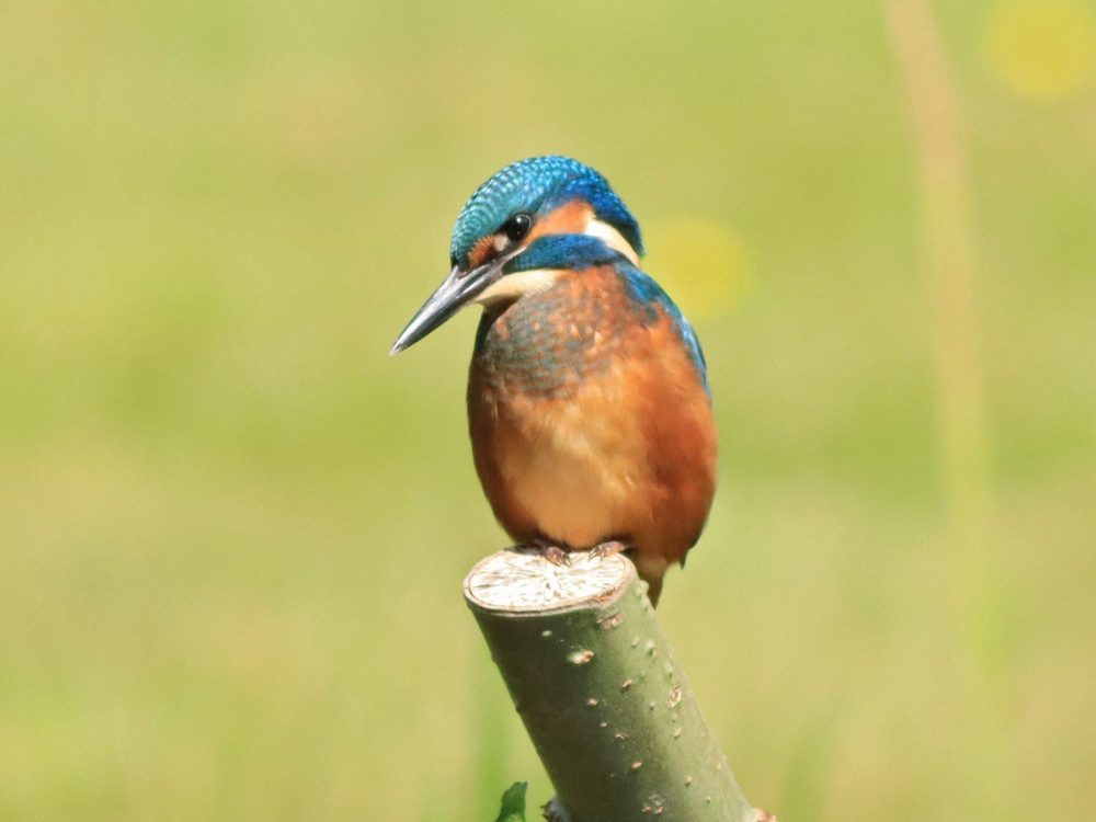ijsvogel