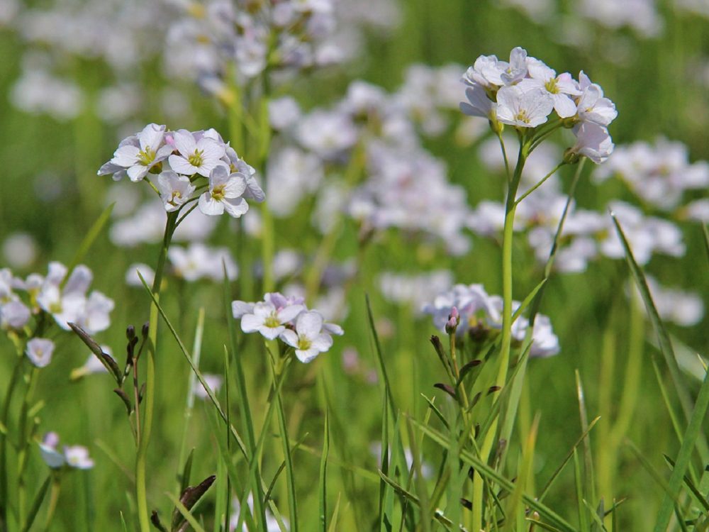 it-fryske-gea-pinksterbloem-1