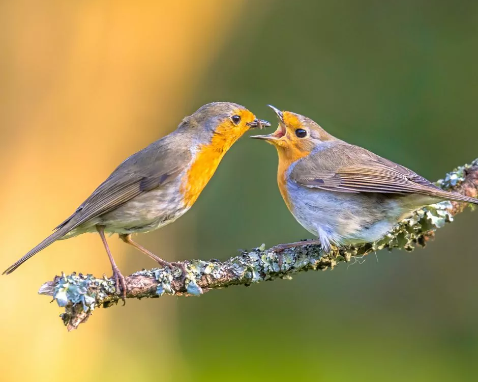 roodborst