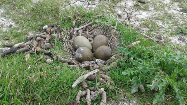 nest grutto