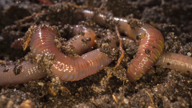 worm