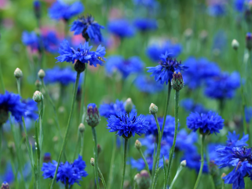 korenbloem
