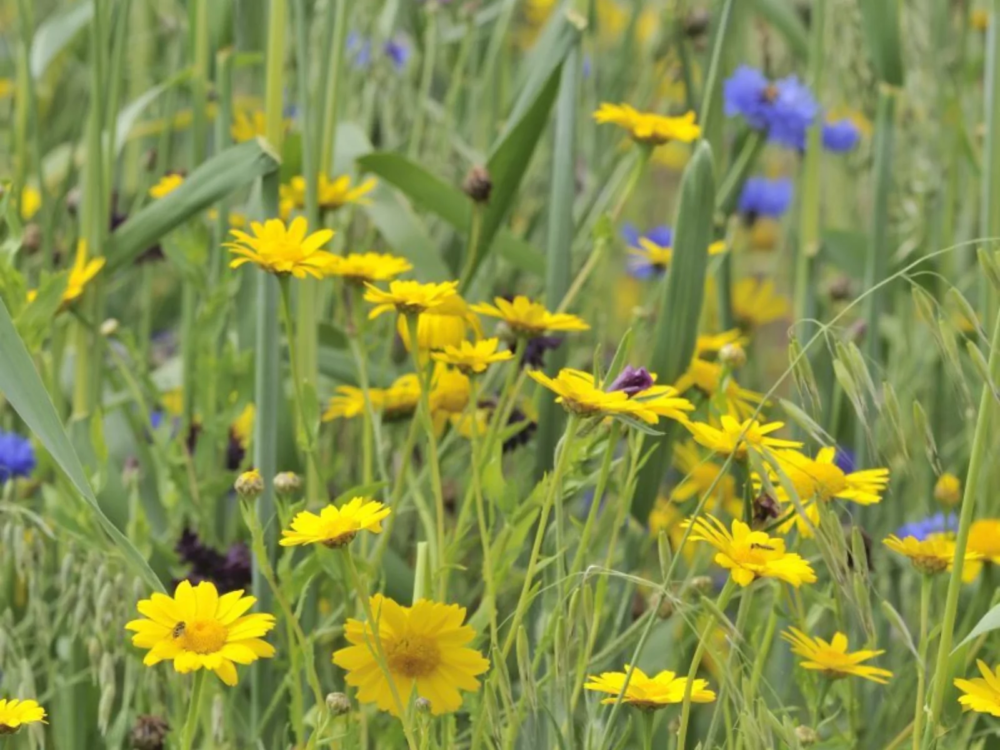 gele ganzenbloem