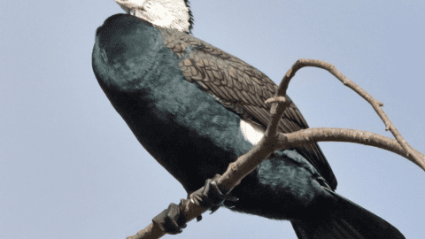 Flora en fauna: Aalscholver