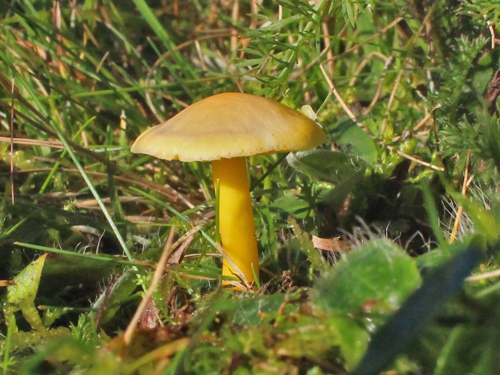 elfenwasplaat