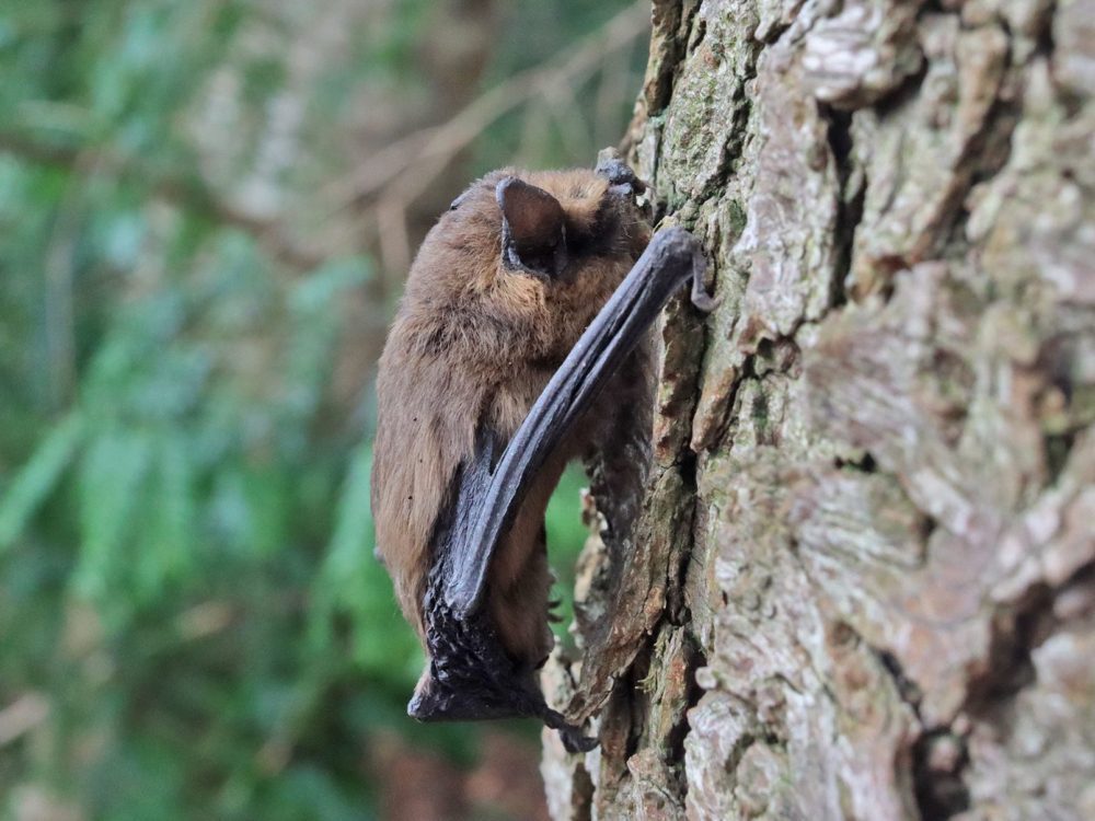 gewone dwergvleermuis3 gewone dwergvleermuis