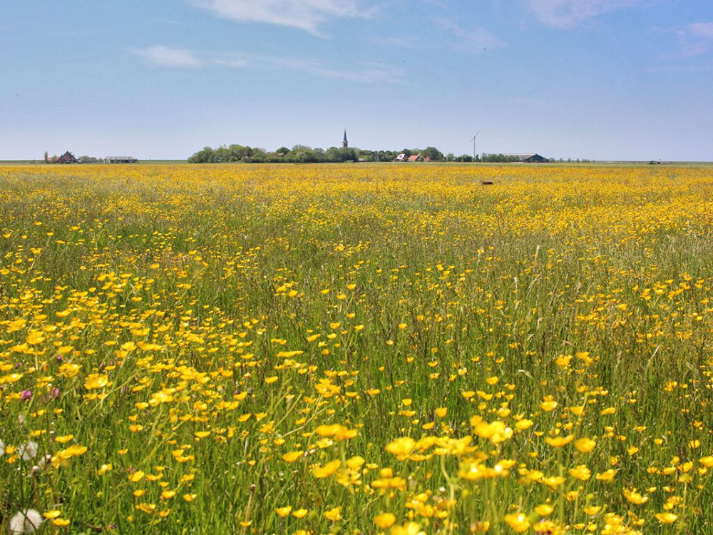 Polder Koarnwert