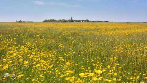 Polder Koarnwert