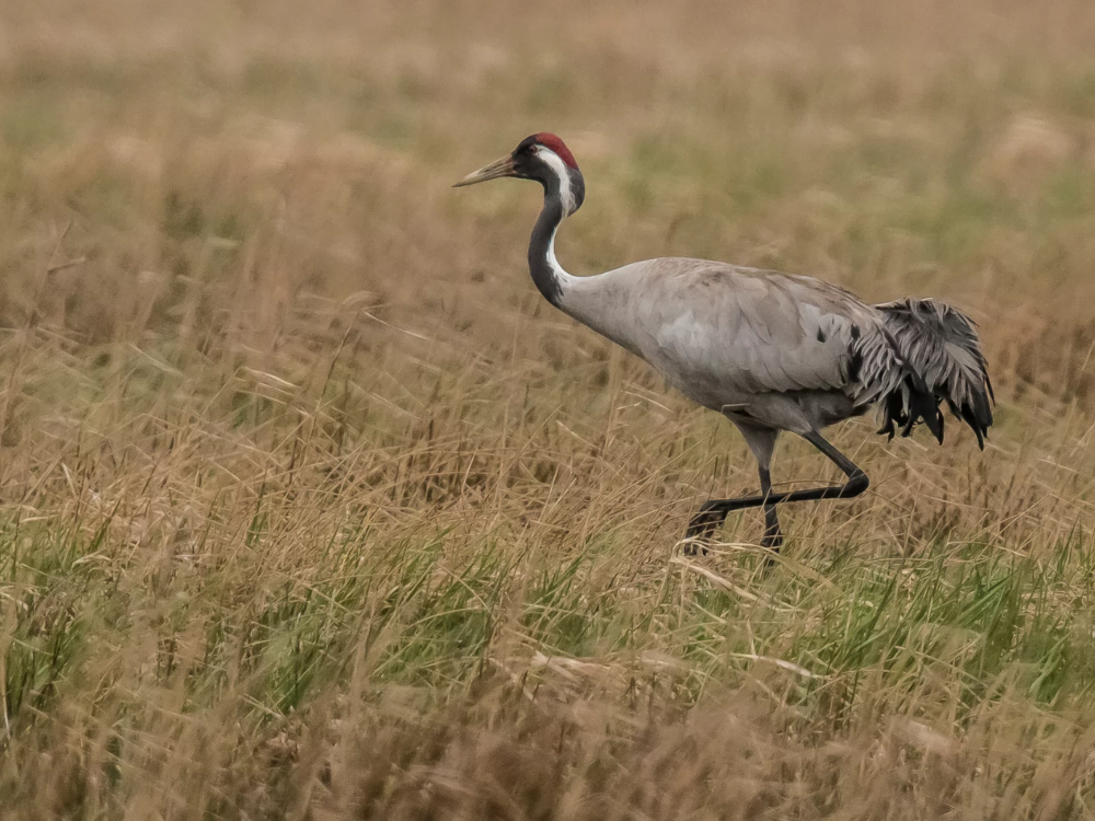 kraanvogel