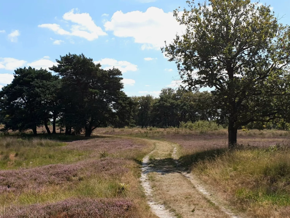 delleboersterheide