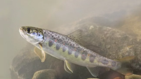 : Najaarstrek van de zalmachtigen: een tocht vol obstakels