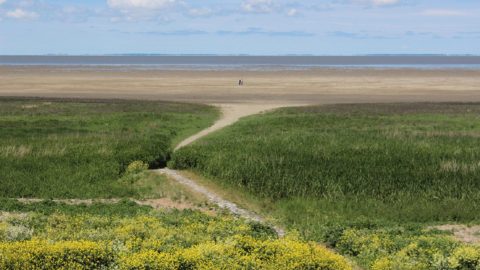 : Getijdenwijzer kwelder Westhoek voor bescherming rustende wadvogels