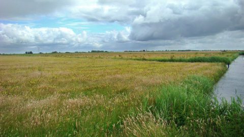 : Meer kans voor weidevogels Warkumerwaard