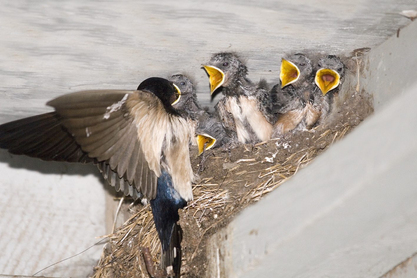 Boerenzwaluw nest