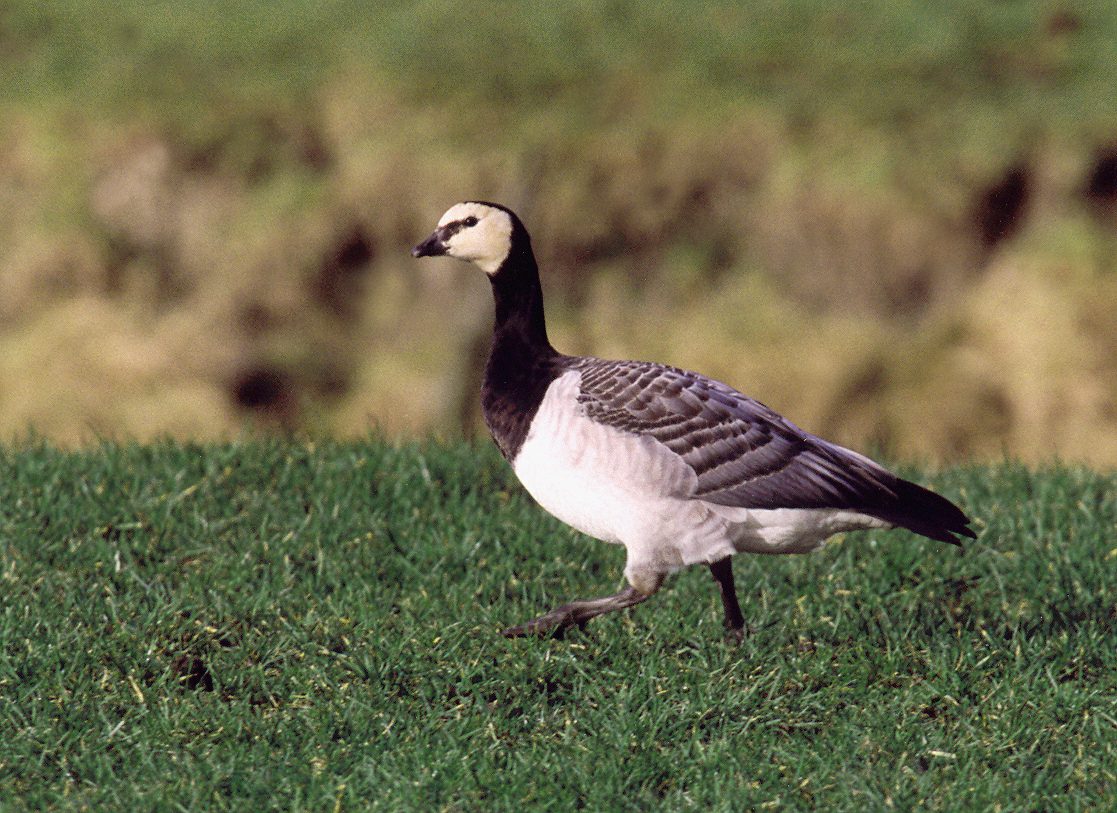 brnadgans