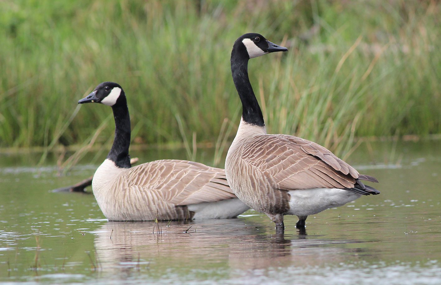 grote canades gans