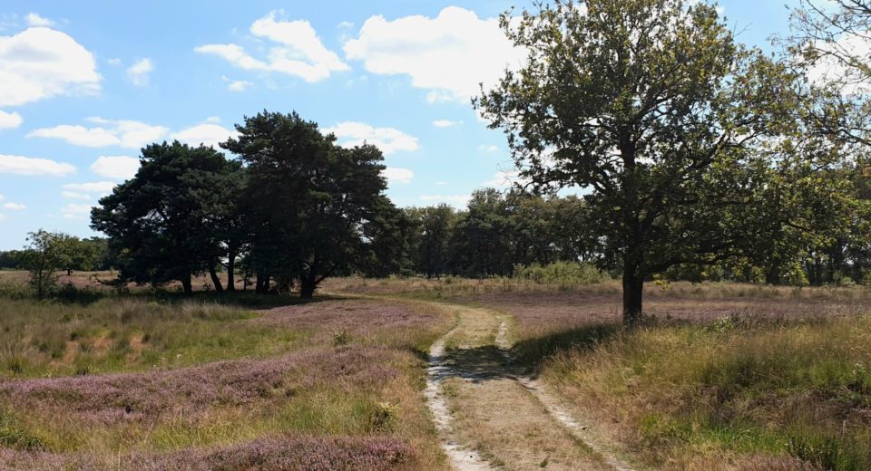 Delleboersterheide